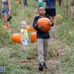 J&J Produce Pumpkin Picking Bermuda, October 14 2017_6146
