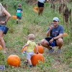 J&J Produce Pumpkin Picking Bermuda, October 14 2017_6148