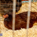 Bermuda Poultry Fanciers Society’s Bantam Jamboree, November 11 2017_6329