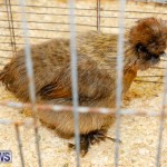 Bermuda Poultry Fanciers Society’s Bantam Jamboree, November 11 2017_6330