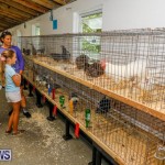 Bermuda Poultry Fanciers Society’s Bantam Jamboree, November 11 2017_6344
