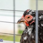 Bermuda Poultry Fanciers Society’s Bantam Jamboree, November 11 2017_6350