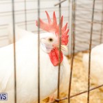 Bermuda Poultry Fanciers Society’s Bantam Jamboree, November 11 2017_6356