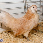 Bermuda Poultry Fanciers Society’s Bantam Jamboree, November 11 2017_6382