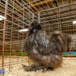 Bermuda Poultry Fanciers Society’s Bantam Jamboree, November 11 2017_6386