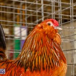 Bermuda Poultry Fanciers Society’s Bantam Jamboree, November 11 2017_6413