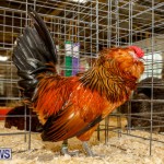 Bermuda Poultry Fanciers Society’s Bantam Jamboree, November 11 2017_6414