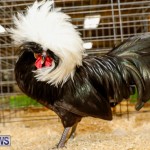 Bermuda Poultry Fanciers Society’s Bantam Jamboree, November 11 2017_6420