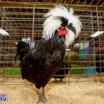 Bermuda Poultry Fanciers Society’s Bantam Jamboree, November 11 2017_6426