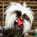 Bermuda Poultry Fanciers Society’s Bantam Jamboree, November 11 2017_6427