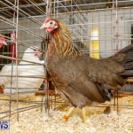 Bermuda Poultry Fanciers Society’s Bantam Jamboree, November 11 2017_6432