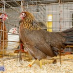 Bermuda Poultry Fanciers Society’s Bantam Jamboree, November 11 2017_6434
