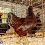 Bermuda Poultry Fanciers Society’s Bantam Jamboree, November 11 2017_6450