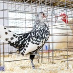 Bermuda Poultry Fanciers Society’s Bantam Jamboree, November 11 2017_6478