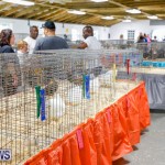Bermuda Poultry Fanciers Society’s Bantam Jamboree, November 11 2017_6483