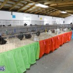 Bermuda Poultry Fanciers Society’s Bantam Jamboree, November 11 2017_6487
