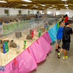 Bermuda Poultry Fanciers Society’s Bantam Jamboree, November 11 2017_6505