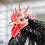 Bermuda Poultry Fanciers Society’s Bantam Jamboree, November 11 2017_6527
