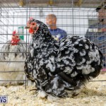 Bermuda Poultry Fanciers Society’s Bantam Jamboree, November 11 2017_6533