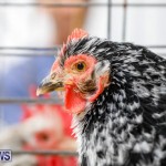 Bermuda Poultry Fanciers Society’s Bantam Jamboree, November 11 2017_6537