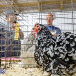 Bermuda Poultry Fanciers Society’s Bantam Jamboree, November 11 2017_6539
