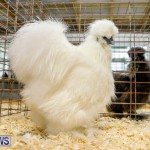 Bermuda Poultry Fanciers Society’s Bantam Jamboree, November 11 2017_6559