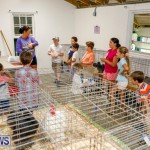Bermuda Poultry Fanciers Society’s Bantam Jamboree, November 11 2017_6564