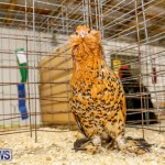 Bermuda Poultry Fanciers Society’s Bantam Jamboree, November 11 2017_6572