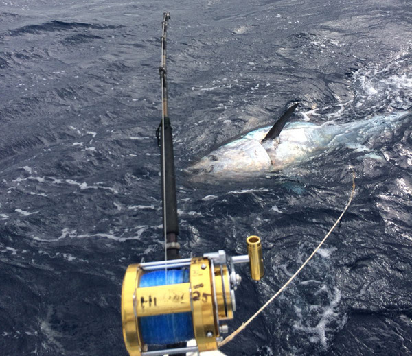 1-Blue-Fin-Tuna-Bermuda-Feb-2018-134
