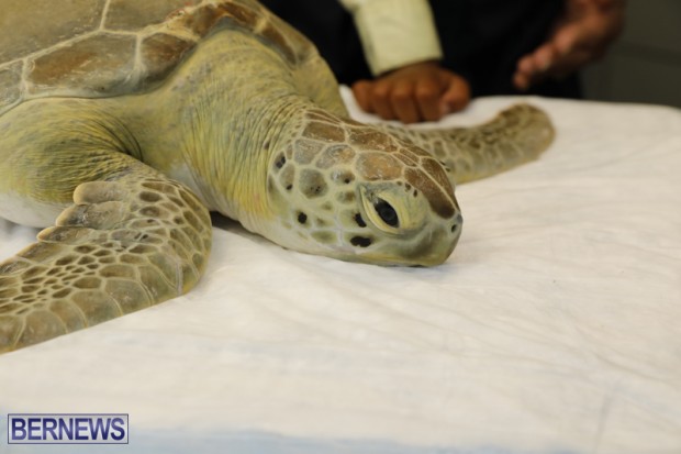 Sea Turtle Bermuda February 8 2018 (13)