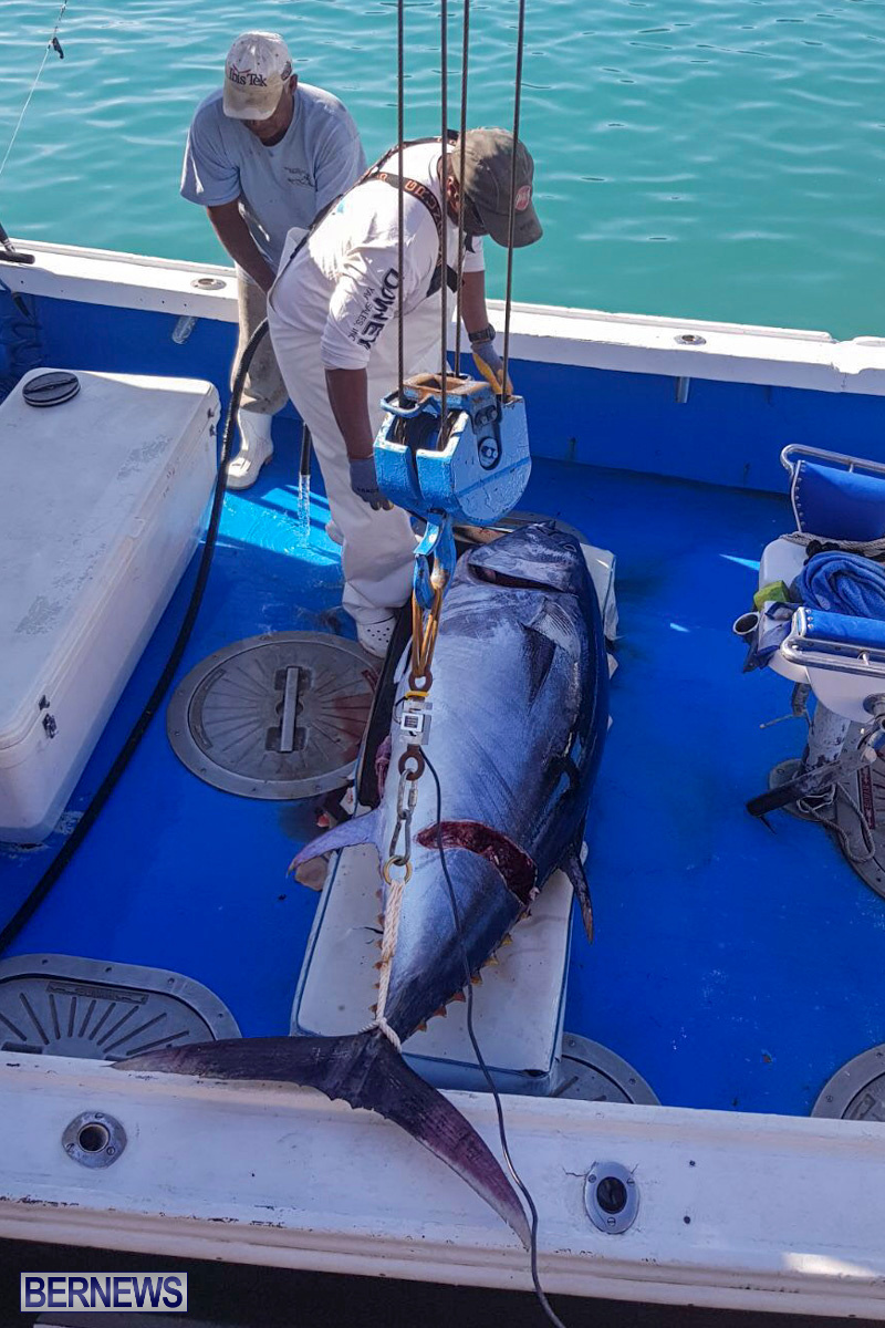 Bobby Lambe 431lb Pound Bluefin Tuna Bermuda, April 22 2018-2-5