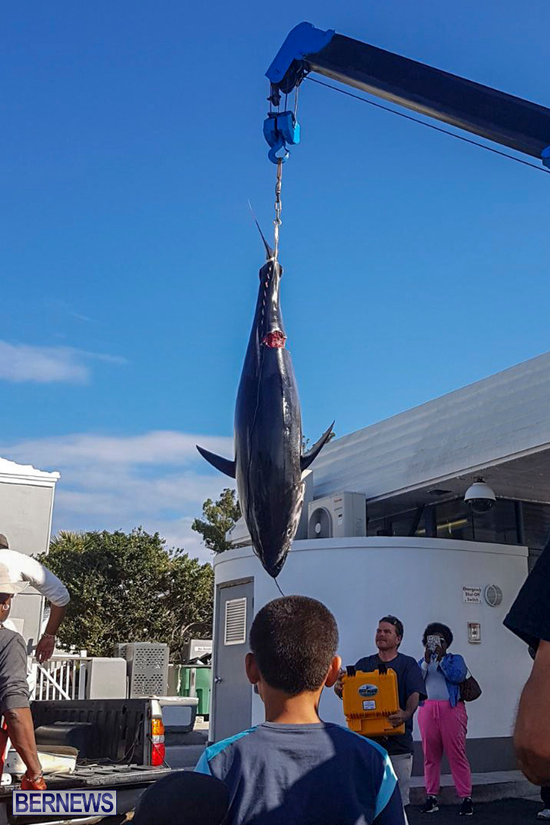 Bobby Lambe 431lb Pound Bluefin Tuna Bermuda, April 22 2018-2-3
