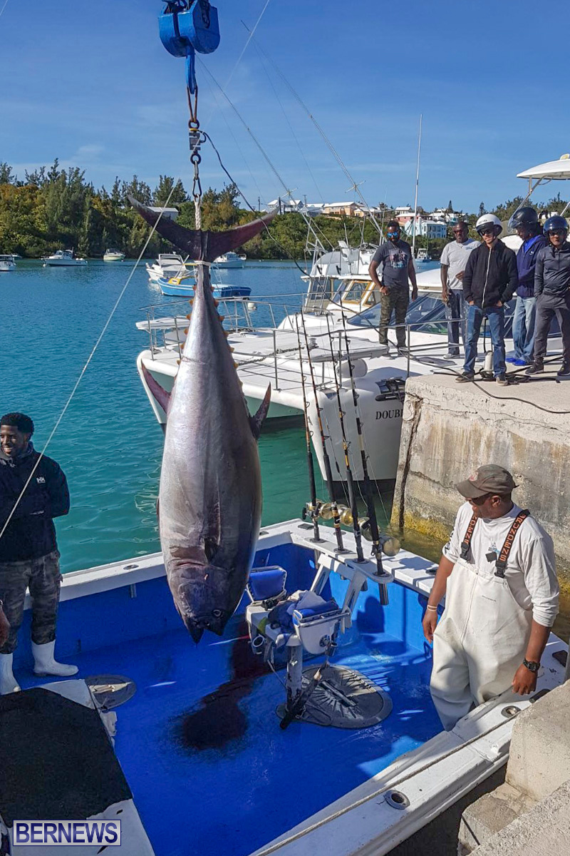 Bobby Lambe 431lb Pound Bluefin Tuna Bermuda, April 22 2018-2-5