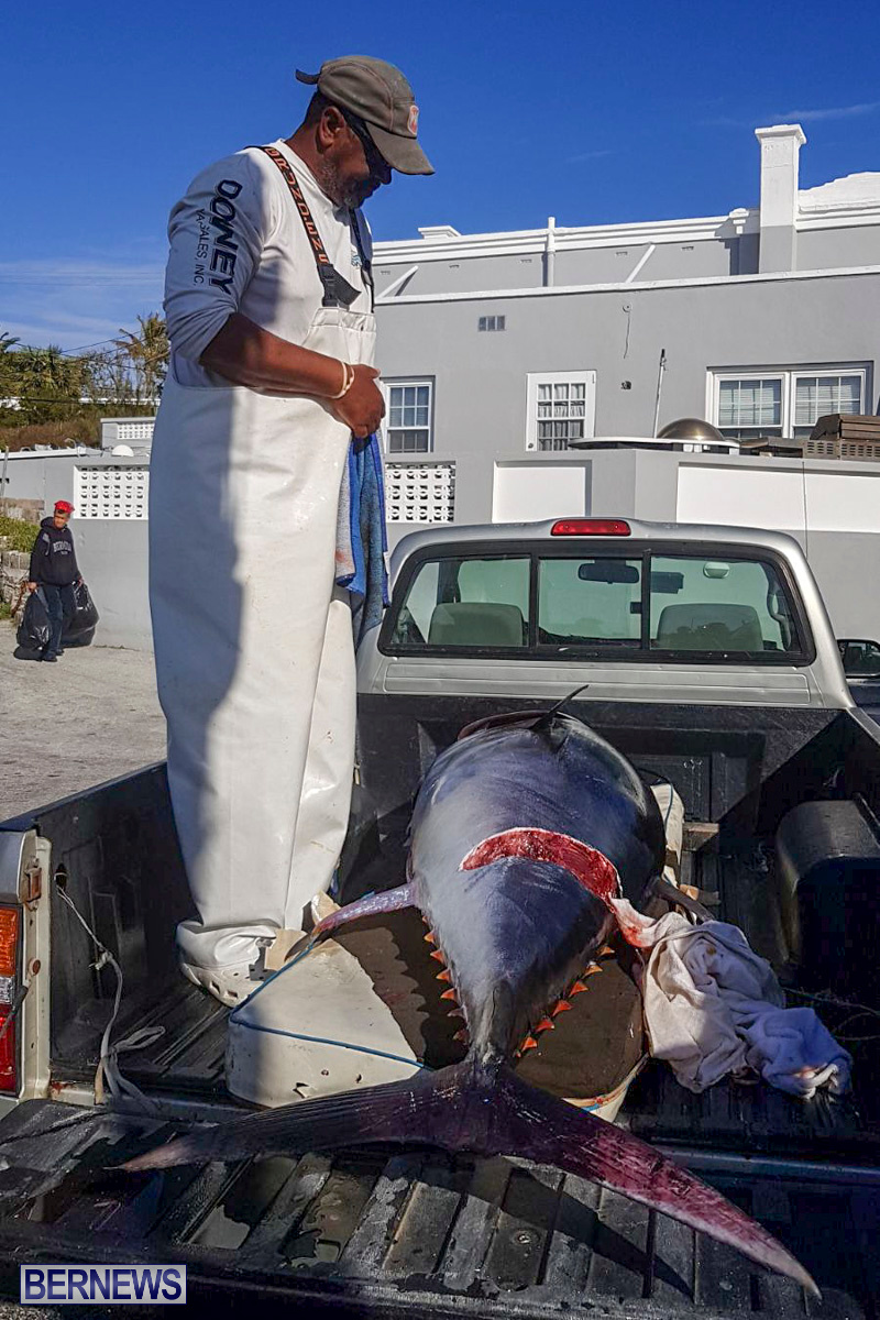 Bobby Lambe 431lb Pound Bluefin Tuna Bermuda, April 22 2018-2-5