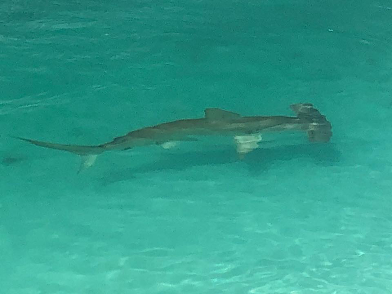 Hammerhead shark Bermuda April 4 2018
