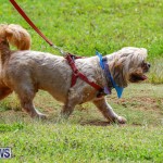 Paws To The Park at the Arboretum Bermuda, May 12 2018-3271