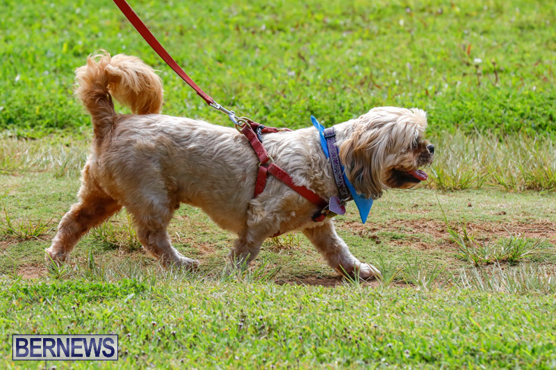 Paws-To-The-Park-at-the-Arboretum-Bermuda-May-12-2018-3271
