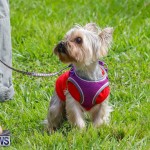 Paws To The Park at the Arboretum Bermuda, May 12 2018-3292