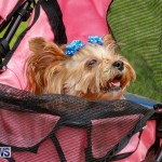 Paws To The Park at the Arboretum Bermuda, May 12 2018-3367