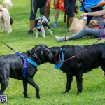 Paws To The Park at the Arboretum Bermuda, May 12 2018-3377