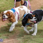 Paws To The Park at the Arboretum Bermuda, May 12 2018-3392