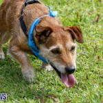 Paws To The Park at the Arboretum Bermuda, May 12 2018-3406