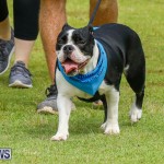 Paws To The Park at the Arboretum Bermuda, May 12 2018-3427