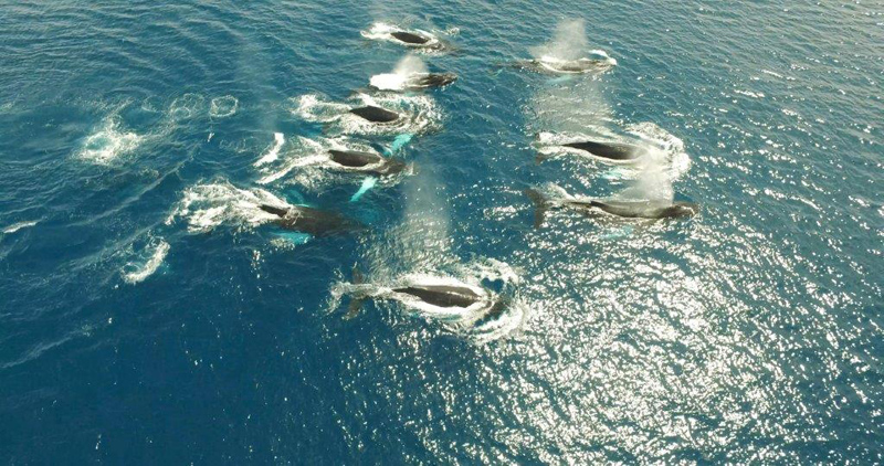 Whale Bermuda May 2018 (3)