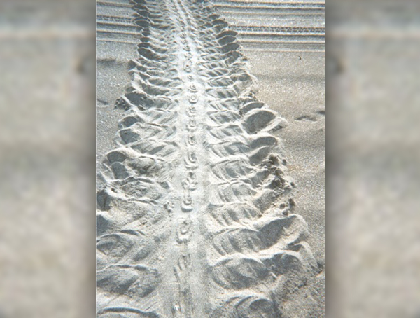 Tracks of a disoriented turtle hatchling