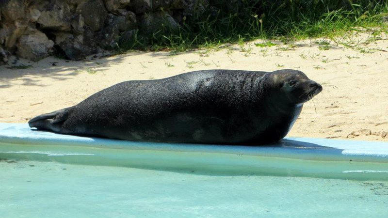 Seal Bermuda August 2018 (1)