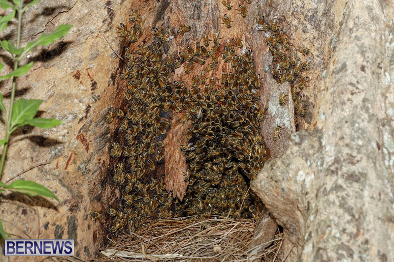 Bee hive Bermuda September 2018 (2)