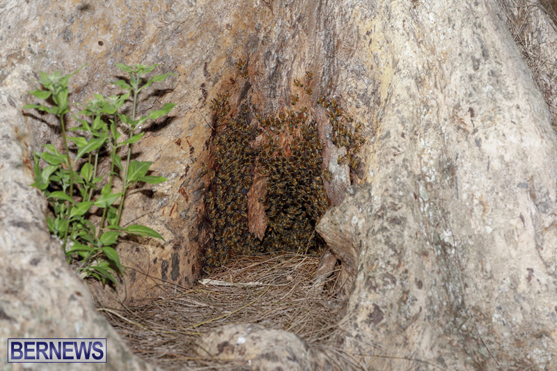 Bee hive Bermuda September 2018 (3)