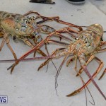 Lobster Tournament Makin Waves Goslings Bermuda, September 2 2018-3818