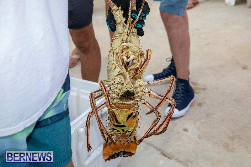 Lobster-Tournament-Makin-Waves-Goslings-Bermuda-September-2-2018-3827